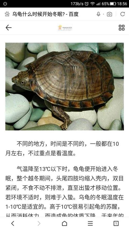 乌龟冬眠时间是多久
