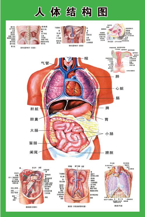 人体有多少器官和系统
