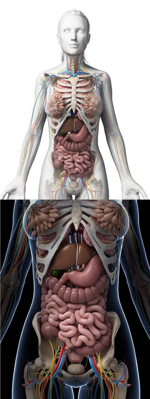 人体有多少器官组织
