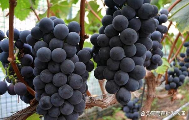 优质葡萄品种