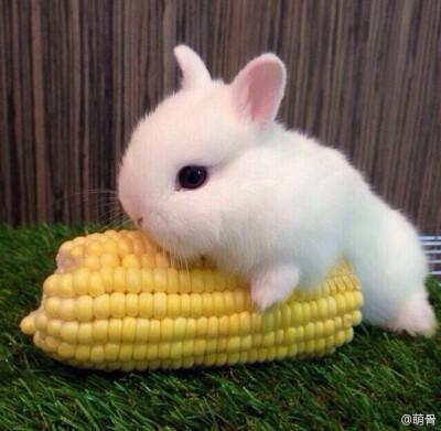 兔子可以吃玉米吗