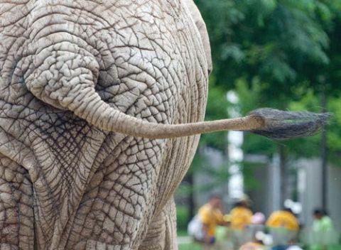 大象的尾巴像什么