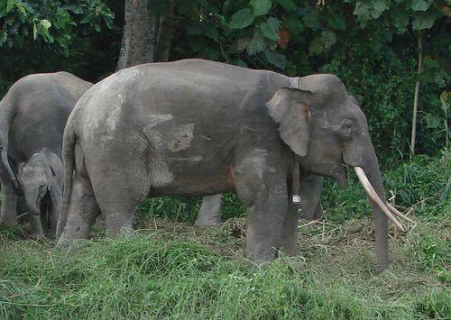 婆罗洲侏儒象