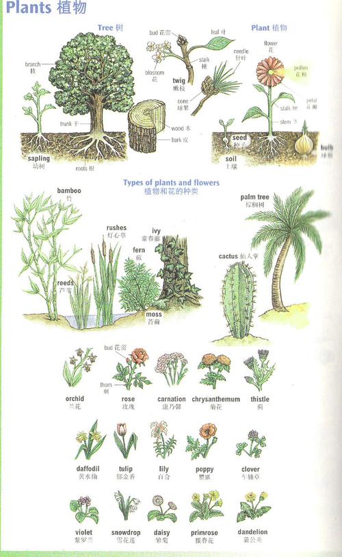植物用英语怎么说plant