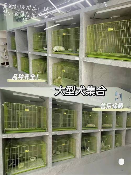 深圳最大宠物市场