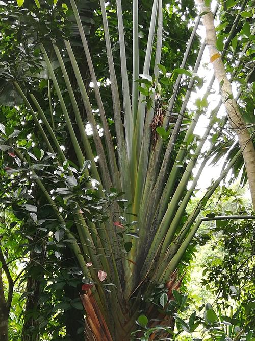 热带雨林植物