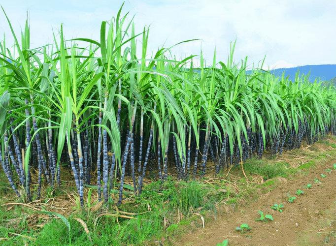 甘蔗怎么种植几月份种最好