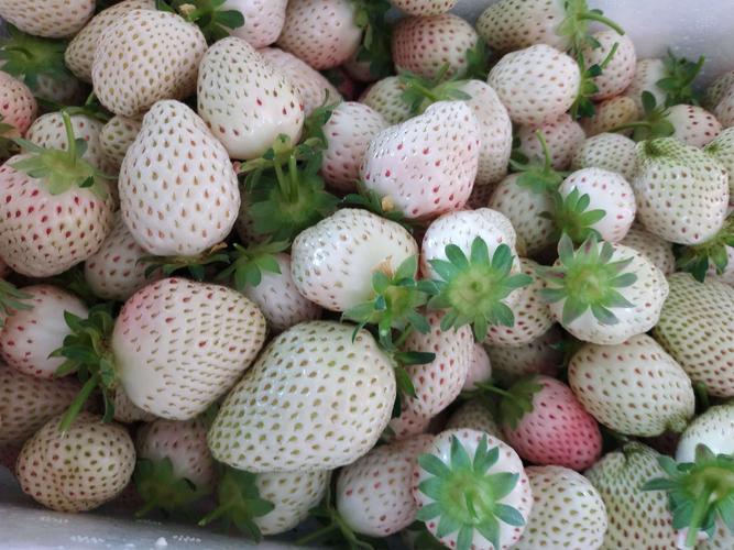 白色草莓叫什么品种