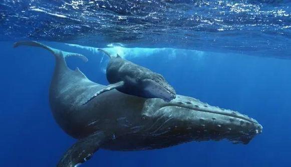 虎鲸为什么怕座头鲸