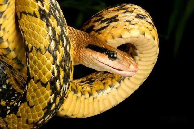 蛇是哺乳动物吗为什么