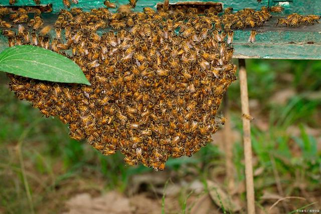 蜜蜂分蜂前兆