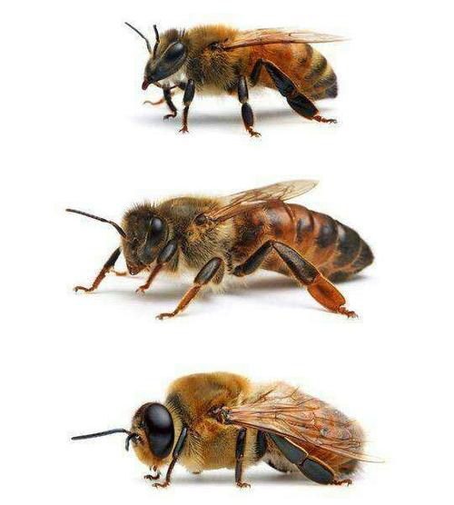蜜蜂的外形