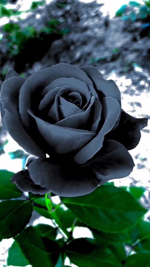 黑玫瑰对黑玫瑰