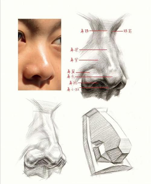 鼻子构造三维图