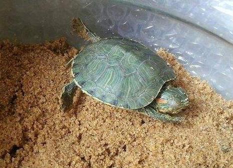 乌龟冬眠时间的相关图片