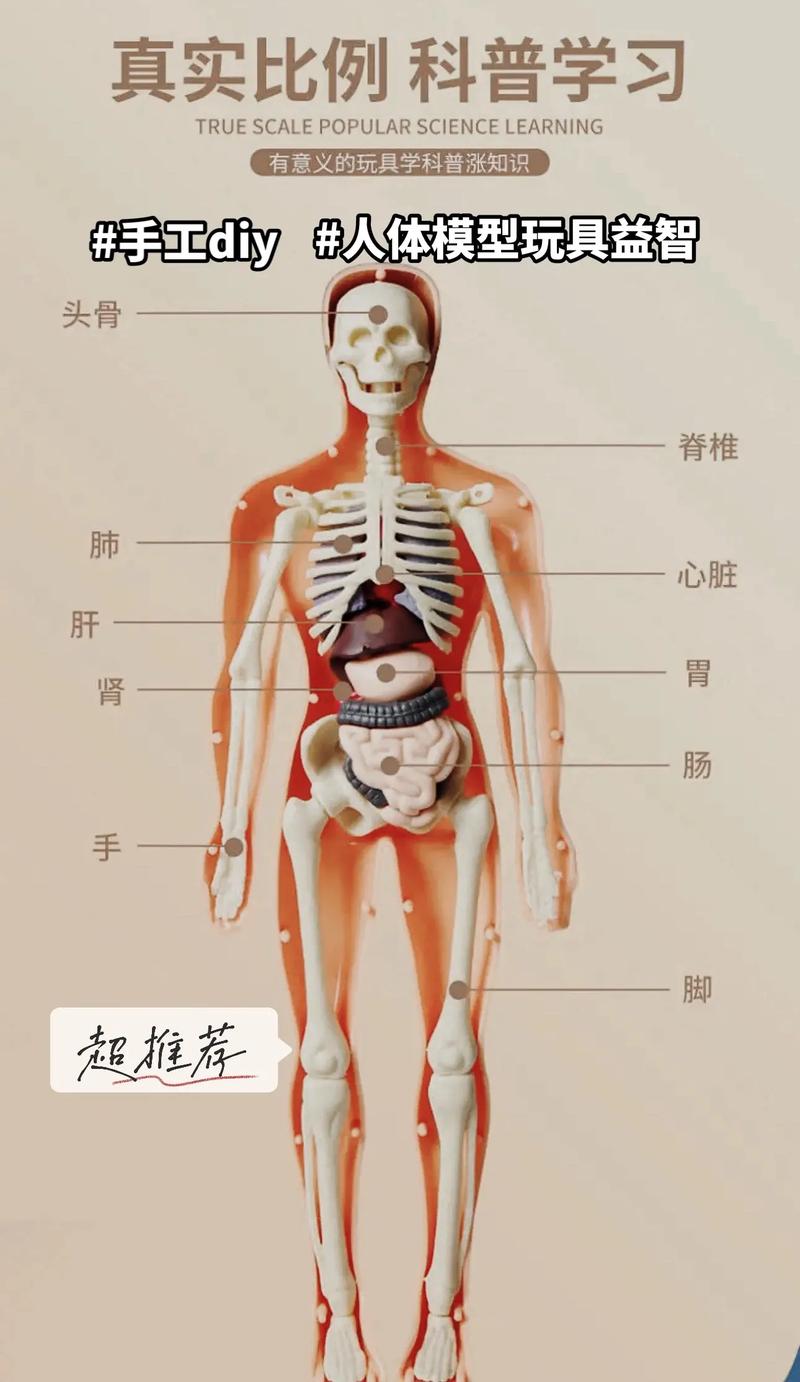 人体有多少器官的相关图片