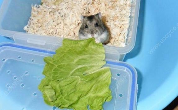 仓鼠可以吃什么蔬菜的相关图片