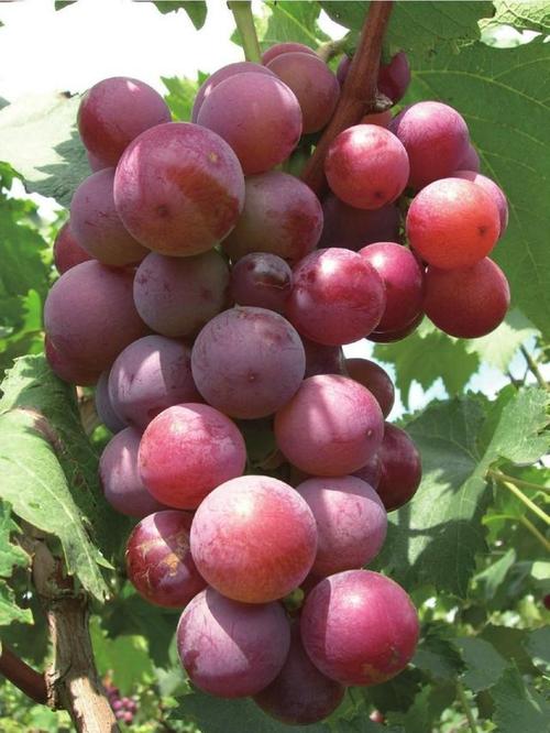 优质葡萄品种的相关图片
