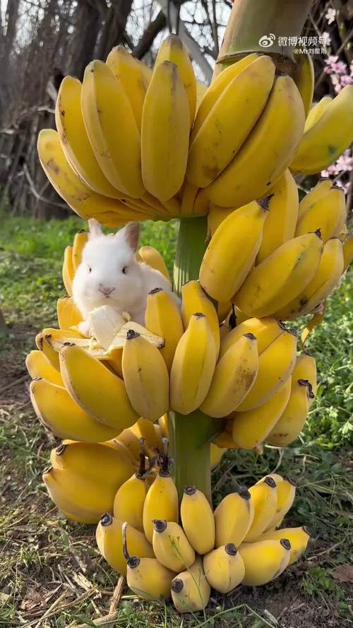 兔子可以吃香蕉吗的相关图片