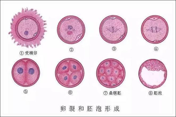 冻胚和囊胚的区别的相关图片