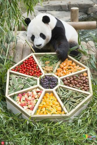 大熊猫吃什么食物的相关图片