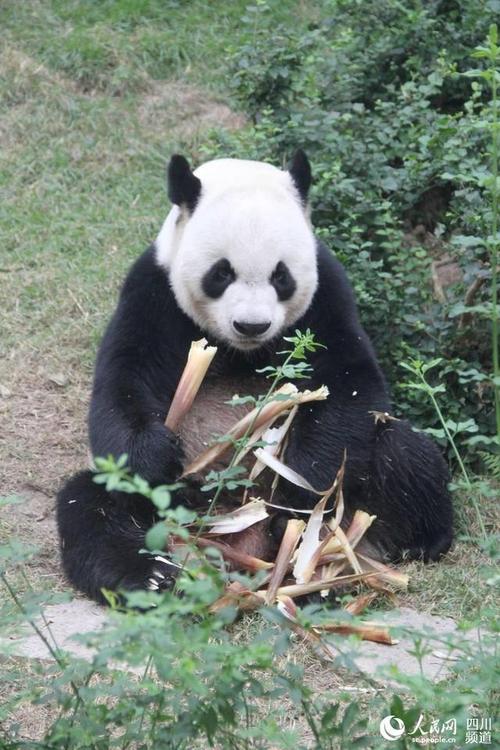 大熊猫的生活方式的相关图片