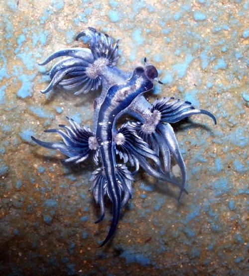 大西洋海神海蛞蝓的相关图片