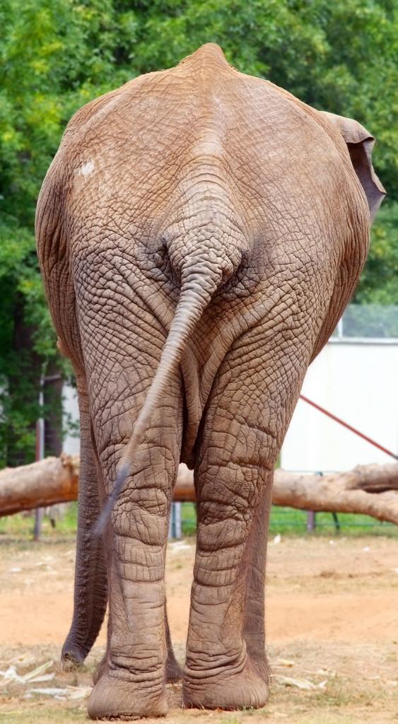 大象的尾巴像什么的相关图片