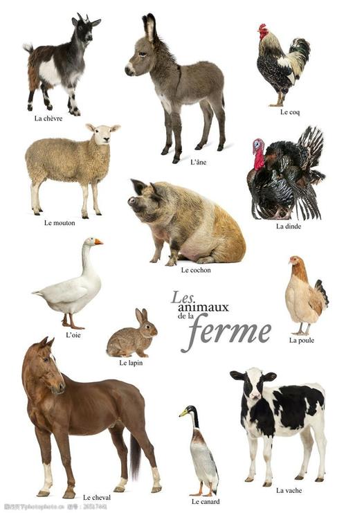 家畜有哪些动物的相关图片