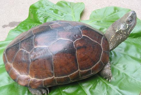 寿命最长的龟的相关图片