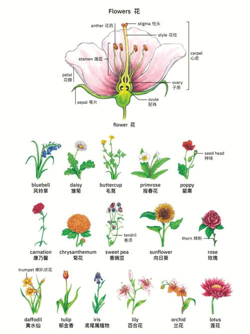 植物用英语怎么说的相关图片