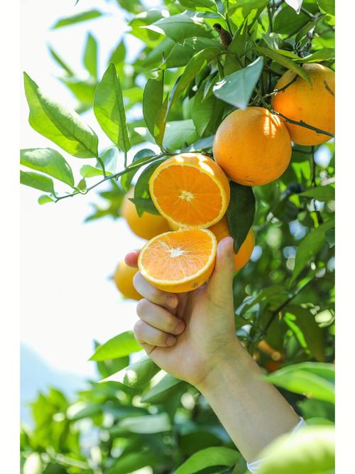 橙子什么季节成熟的相关图片