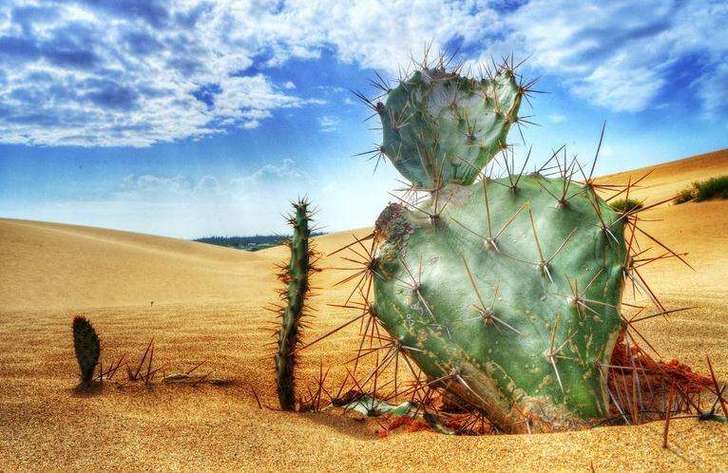 沙漠里的仙人掌的相关图片