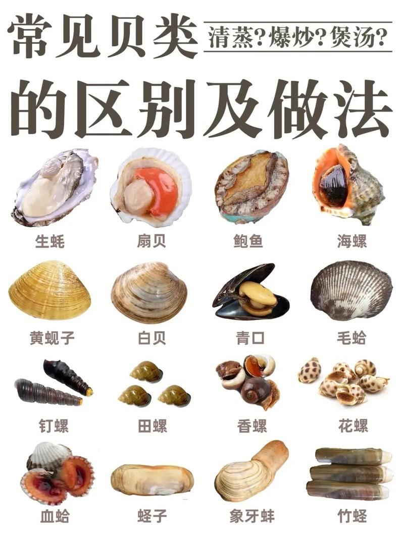 海鲜贝壳种类的相关图片