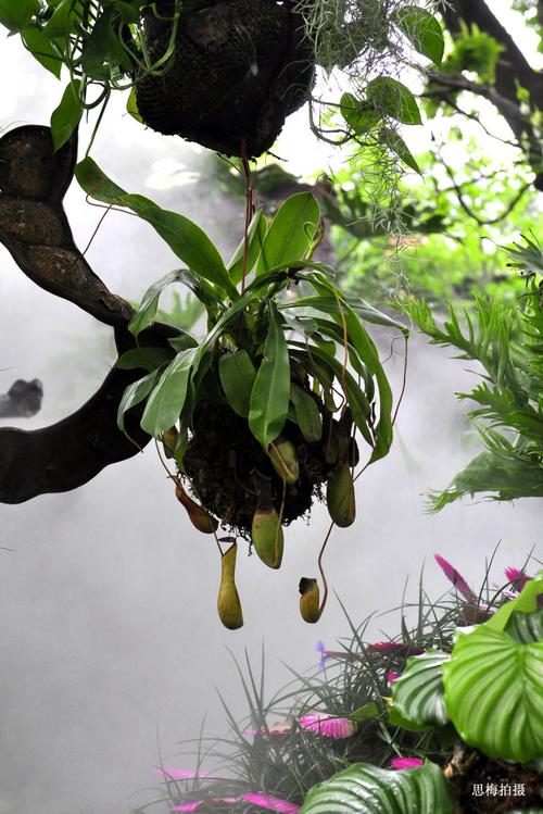 热带雨林植物的相关图片