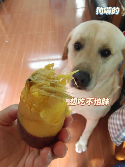 狗可以吃地瓜吗的相关图片