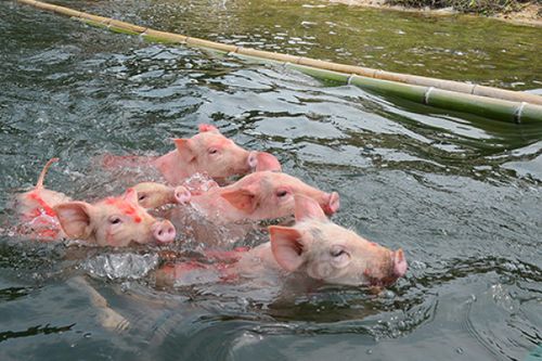 猪会游泳吗的相关图片