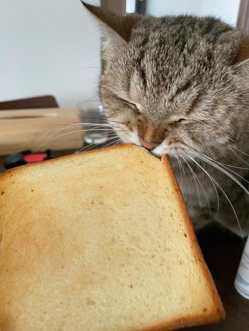 猫能吃面包吗的相关图片