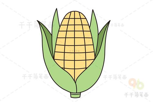 玉米的简笔画的相关图片