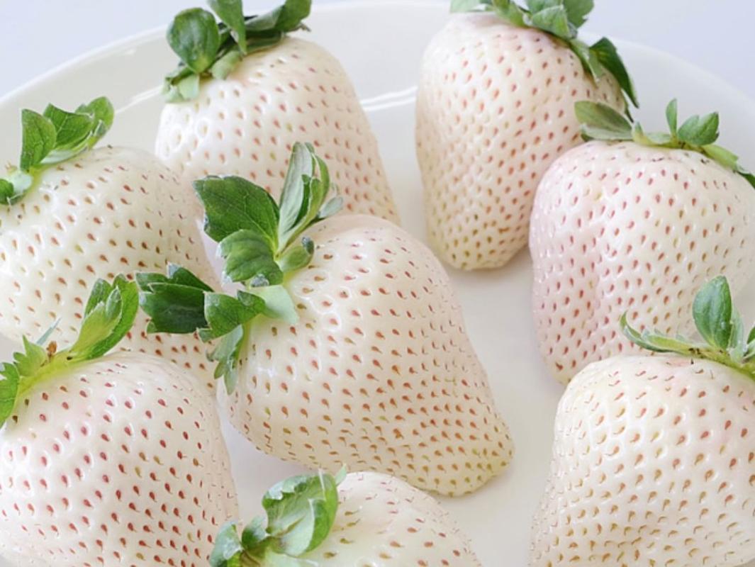 白色草莓叫什么的相关图片