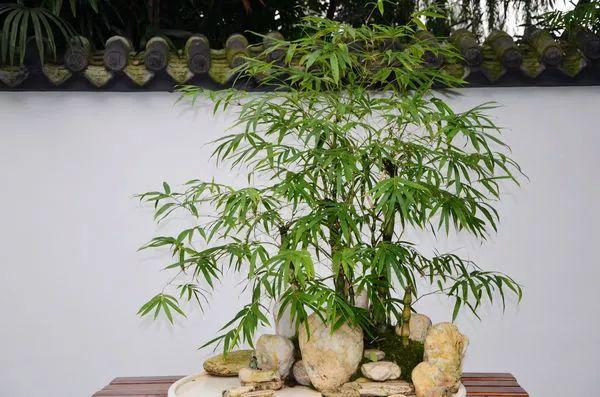 盆栽竹子的种类的相关图片