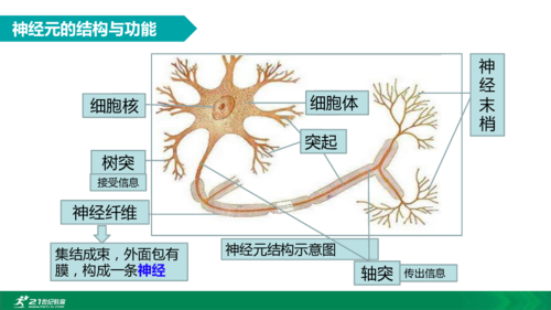 神经元结构的相关图片