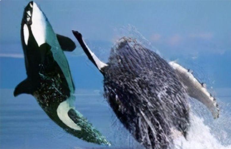 虎鲸为什么怕座头鲸的相关图片