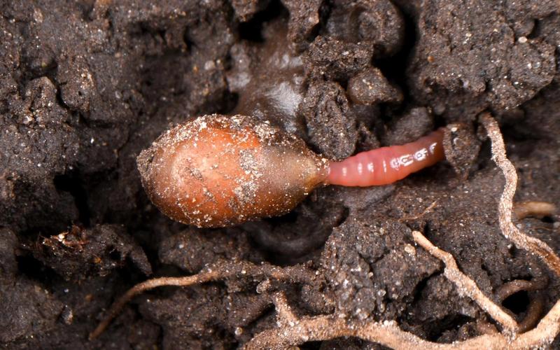 蚯蚓是怎么繁殖的的相关图片