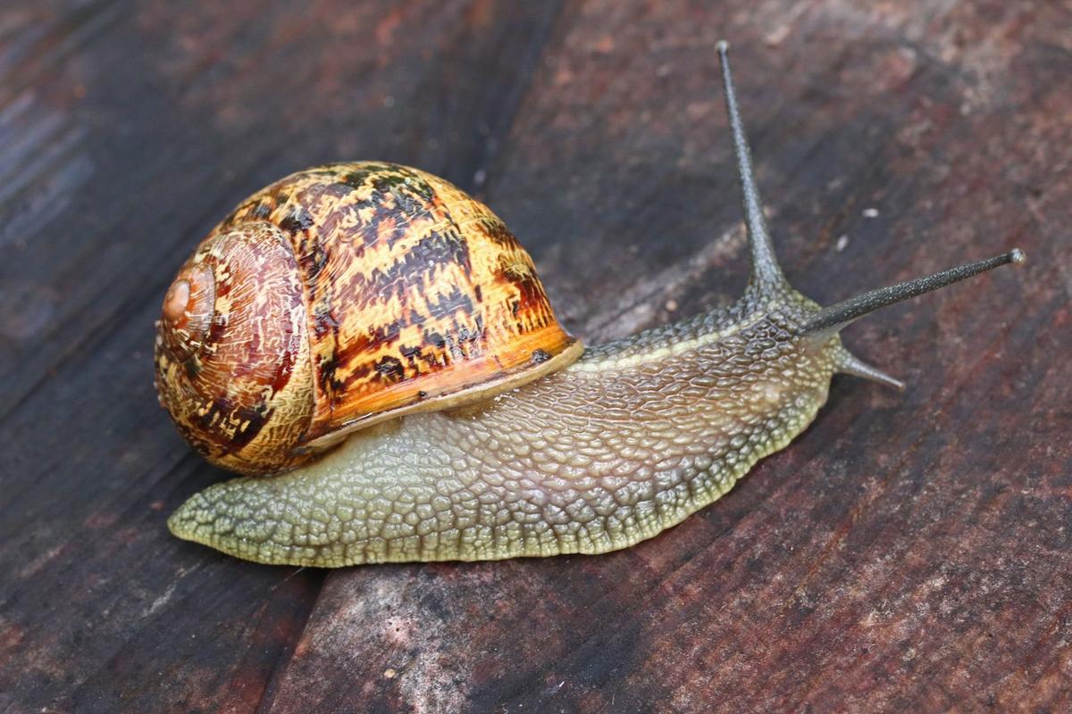蜗牛是什么动物的相关图片