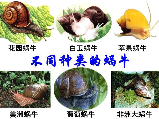 蜗牛的种类的相关图片