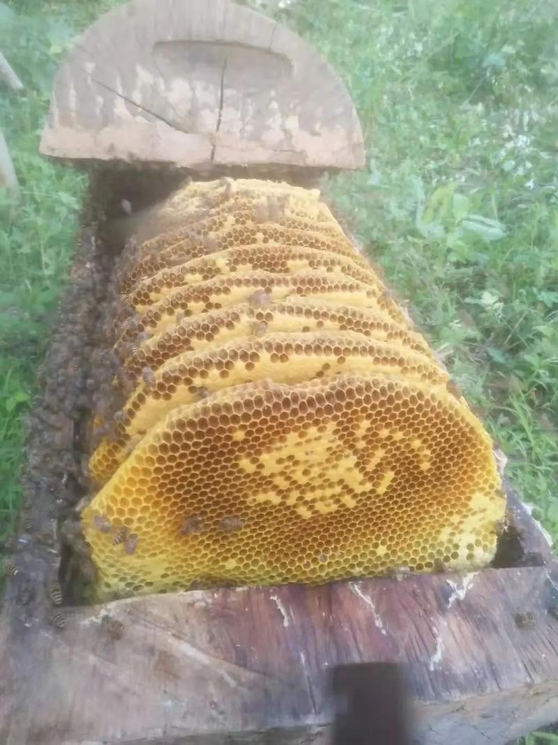 蜜蜂分蜂前兆的相关图片