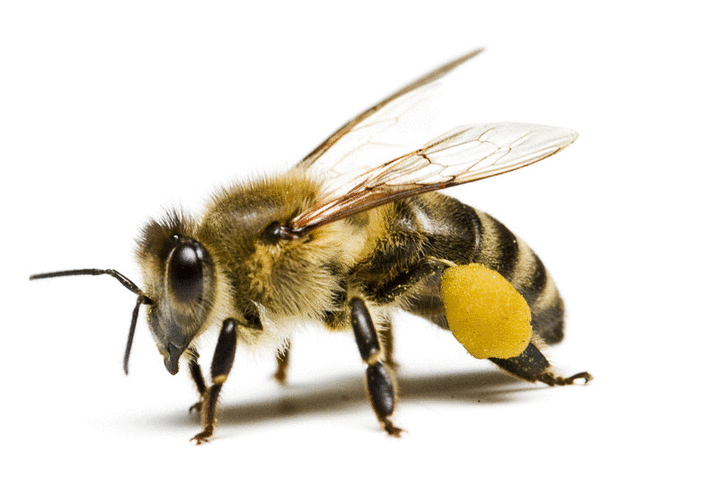 蜜蜂的外形的相关图片