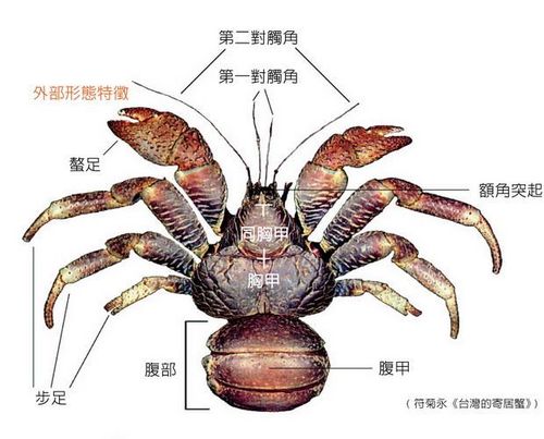 螃蟹几条腿的相关图片