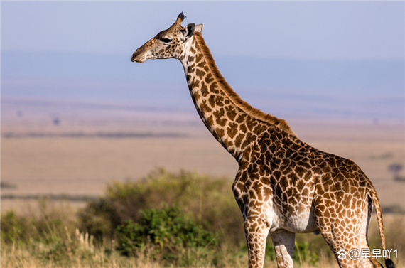 长颈鹿高多少米的相关图片